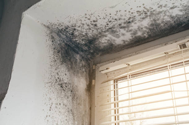Affordable Basement Mold Removal solutions in Peoria, AZ
