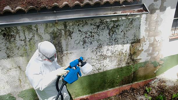 Top rated local Basement Mold Removal specialists in Peoria, AZ